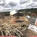 13_45-nest.jpg