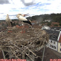 13_50-nest.jpg