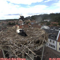 13_55-nest.jpg