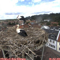 14_00-nest.jpg