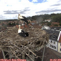 14_05-nest.jpg