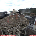 14_15-nest.jpg