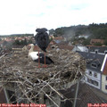 14_20-nest.jpg