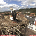 14_25-nest.jpg