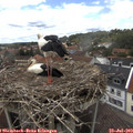 14_30-nest.jpg