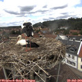 14_35-nest.jpg