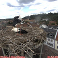 14_40-nest.jpg