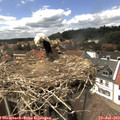 14_50-nest.jpg