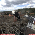 15_05-nest.jpg