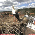 15_10-nest.jpg
