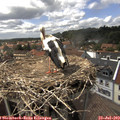 15_15-nest.jpg