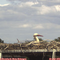 15_20-mast.jpg