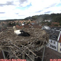 15_20-nest.jpg