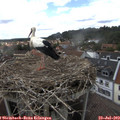 15_25-nest.jpg