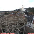 15_40-nest.jpg