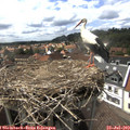 15_45-nest.jpg