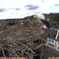 15_50-nest.jpg