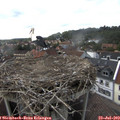 15_55-nest.jpg
