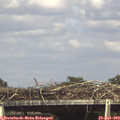 16_00-mast.jpg