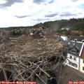 16_00-nest.jpg