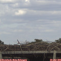 16_10-mast.jpg