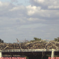 16_15-mast.jpg