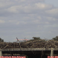 16_20-mast.jpg