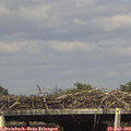 16_25-mast.jpg