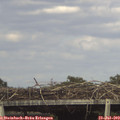 16_30-mast.jpg