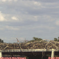 16_35-mast.jpg