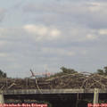 16_40-mast.jpg