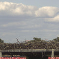 16_50-mast.jpg