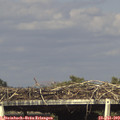 16_55-mast.jpg