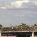 17_05-mast.jpg