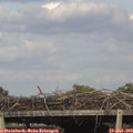 17_15-mast.jpg