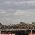 17_20-mast.jpg