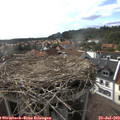 17_20-nest.jpg