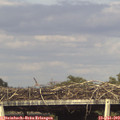 17_25-mast.jpg