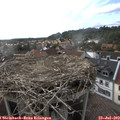 17_25-nest.jpg