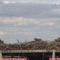 17_30-mast.jpg