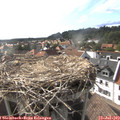 17_30-nest.jpg