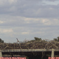 17_35-mast.jpg