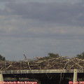 17_40-mast.jpg