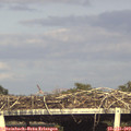 17_45-mast.jpg