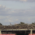 17_50-mast.jpg