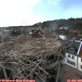 17_50-nest.jpg