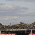17_55-mast.jpg