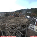 17_55-nest.jpg