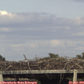 18_00-mast.jpg