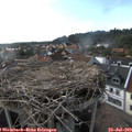 18_00-nest.jpg
